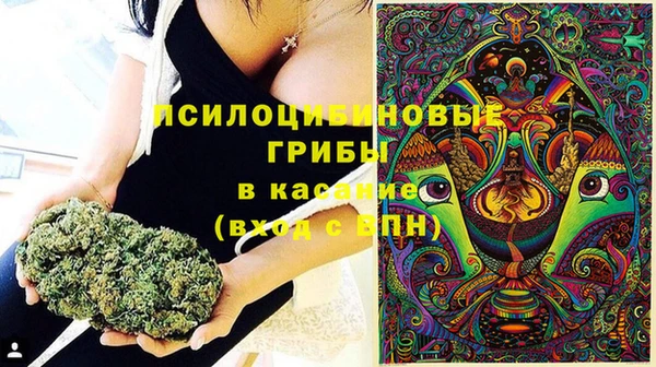 хмурый Аркадак
